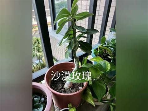 不怕西曬 植物|【不怕西曬 植物】西曬怎麼辦！不怕強光的「5大植物」涼爽你的。